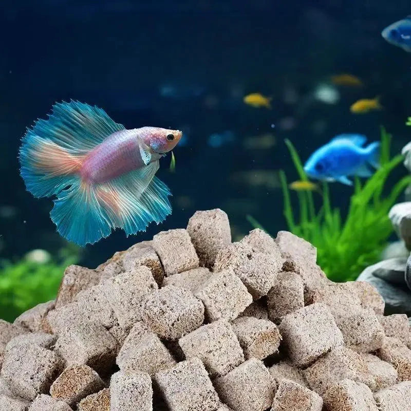 Pez betta y peces de colores en un acuario plantado, junto a los cubos de artemia
