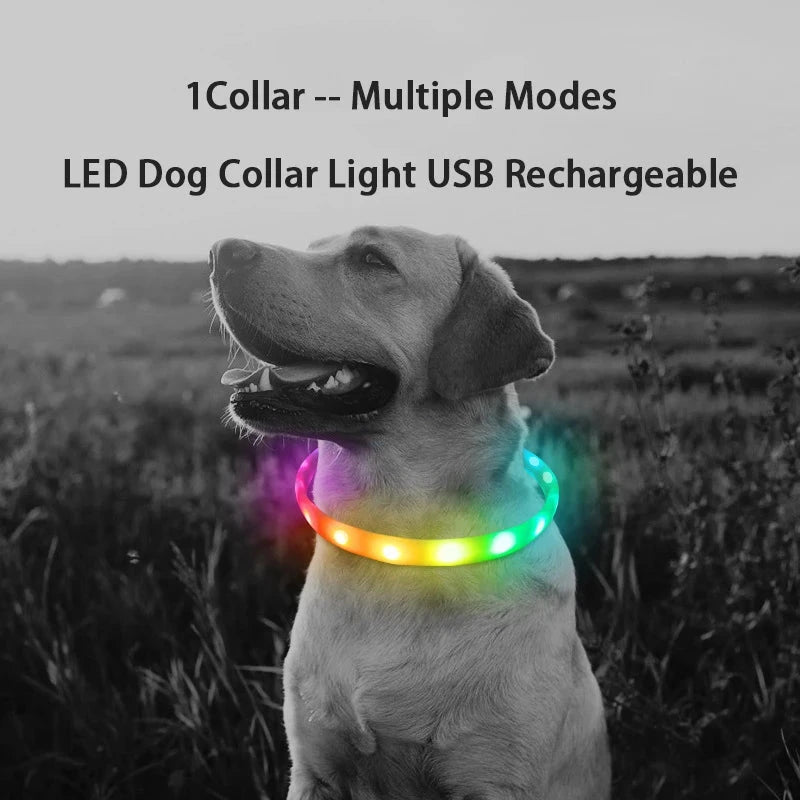 Perro con el collar LED encendido de noche: un collar con varios modos de luz y carga USB