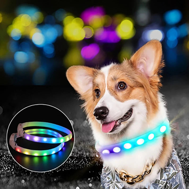 Corgi paseando de noche con el collar LED azul encendido