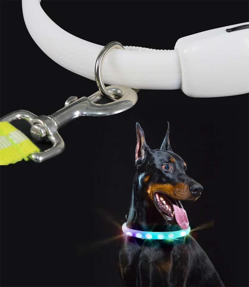 Doberman con el collar LED encendido y la correa enganchada a la anilla