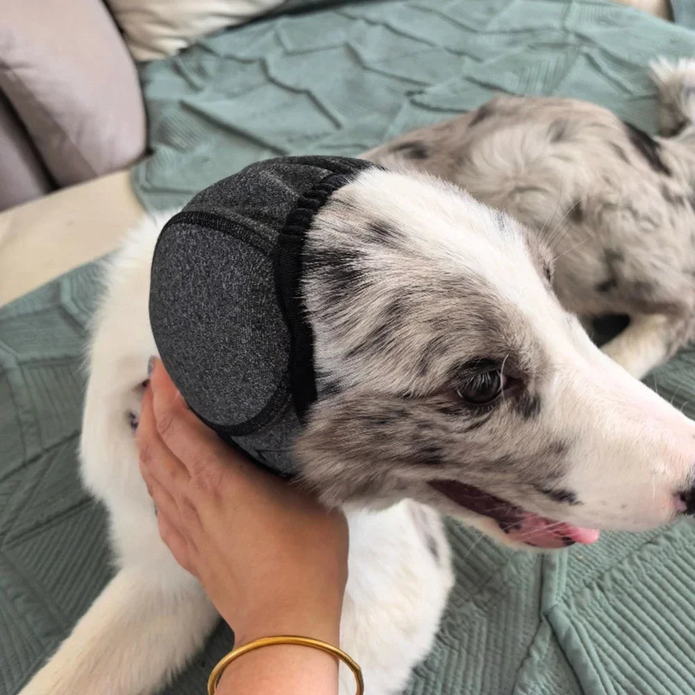 Border collie con las orejeras antirruido puestas, acariciado por su dueña