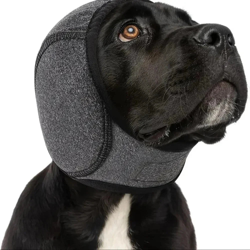 Labrador negro con las orejeras antirruido puestas, visto de cerca