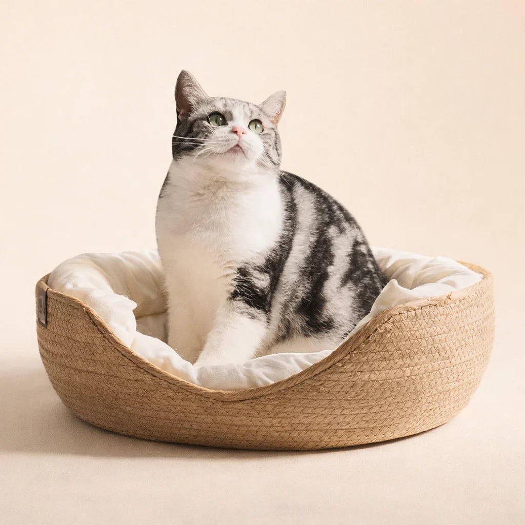 Gato descansando dentro de la cama cesta de cuerda