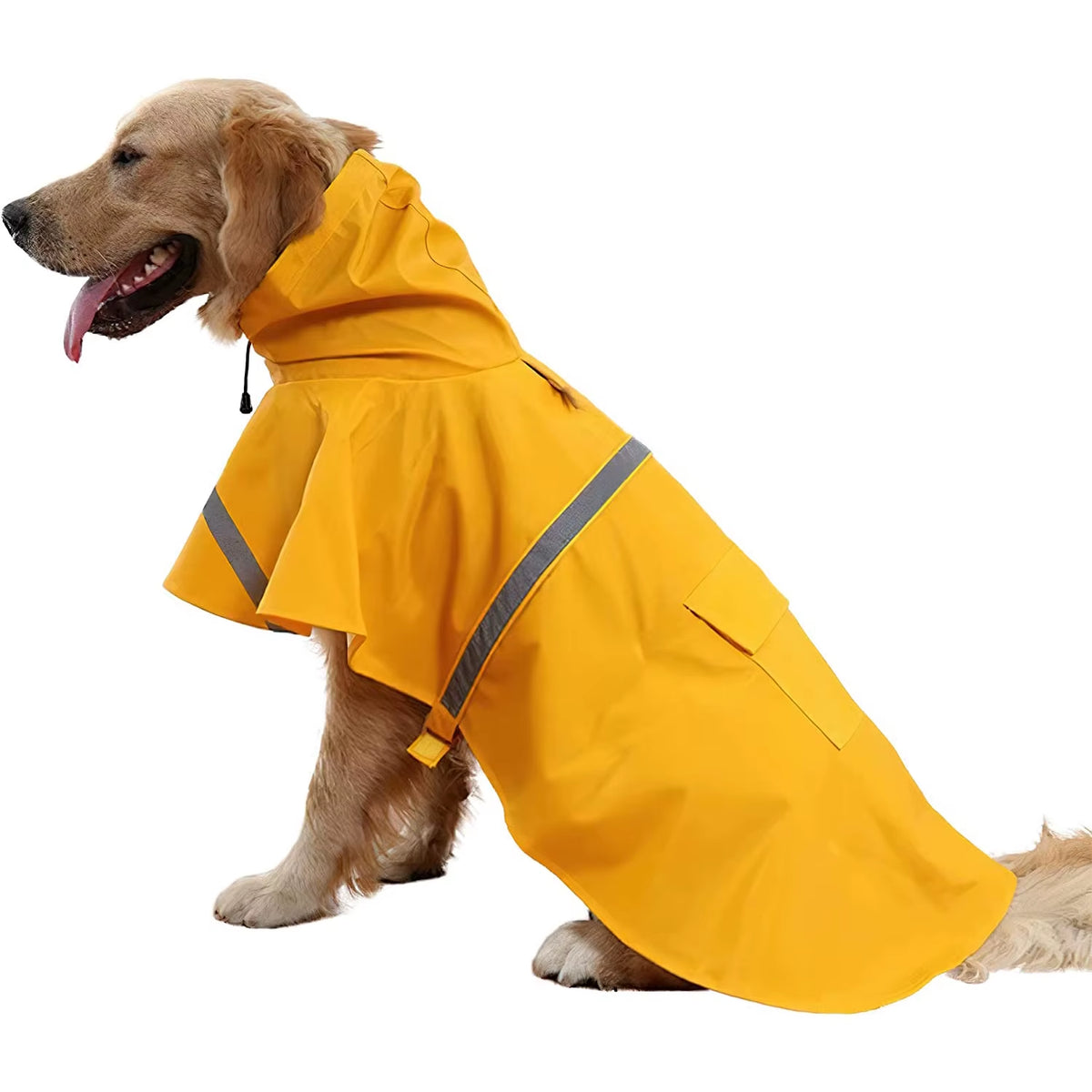Golden retriever con el chubasquero amarillo AMIKART, con capucha y banda reflectante