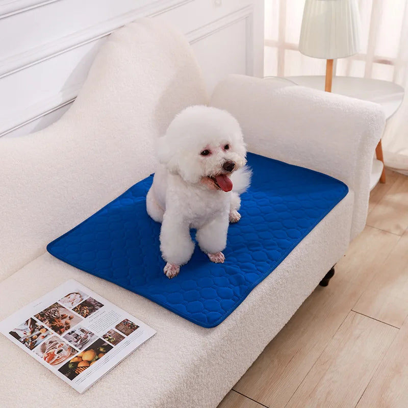 Perro bichón sentado sobre el empapador azul en el sofá