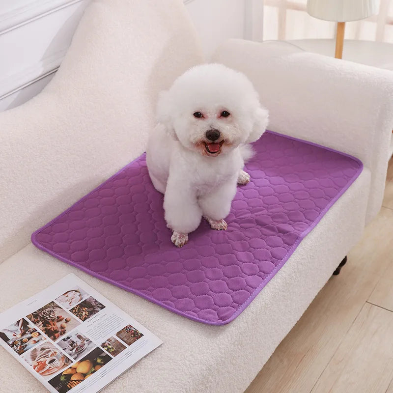 Perro bichón sobre el empapador morado colocado en el sofá