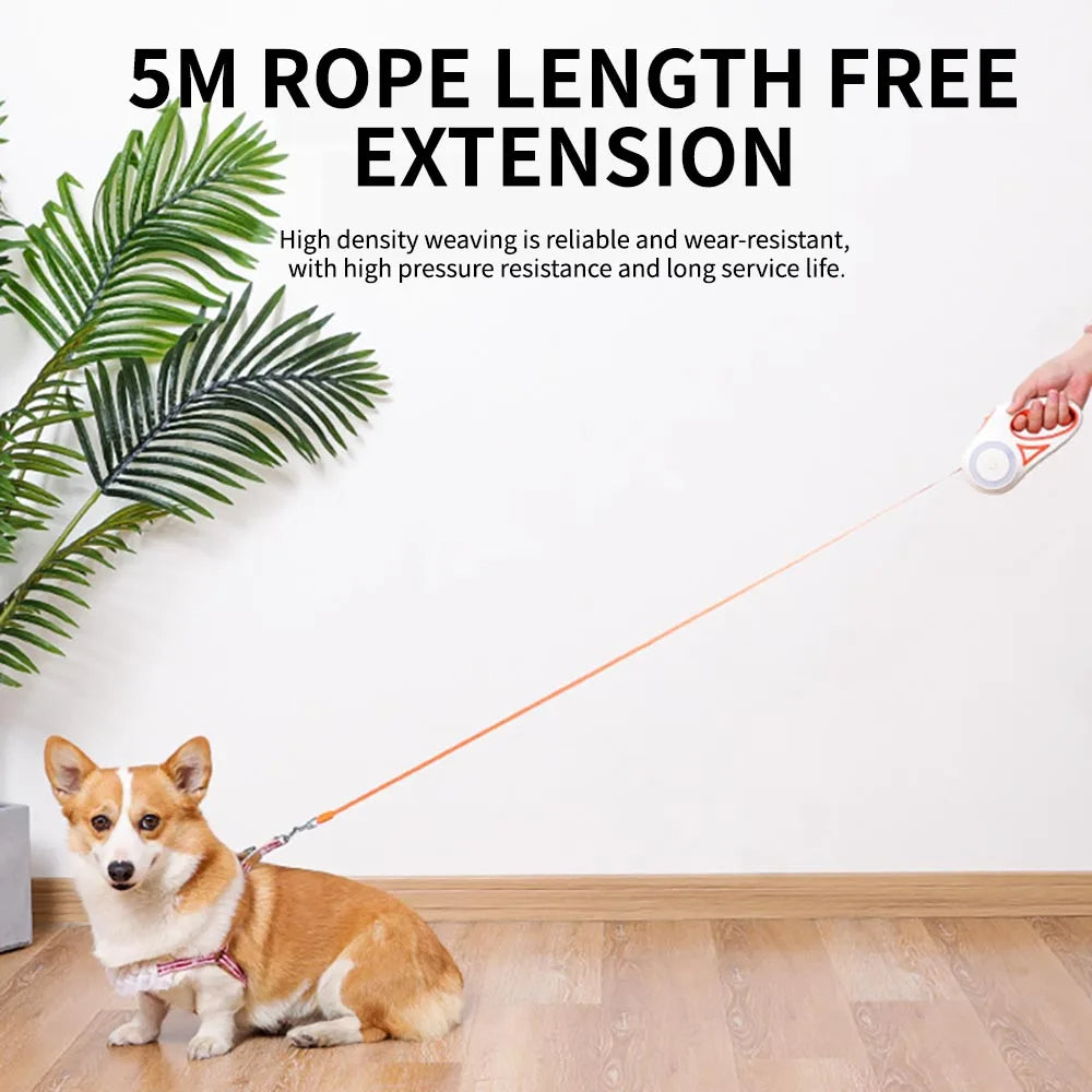 Corgi con la correa retráctil extendida hasta los 5 metros