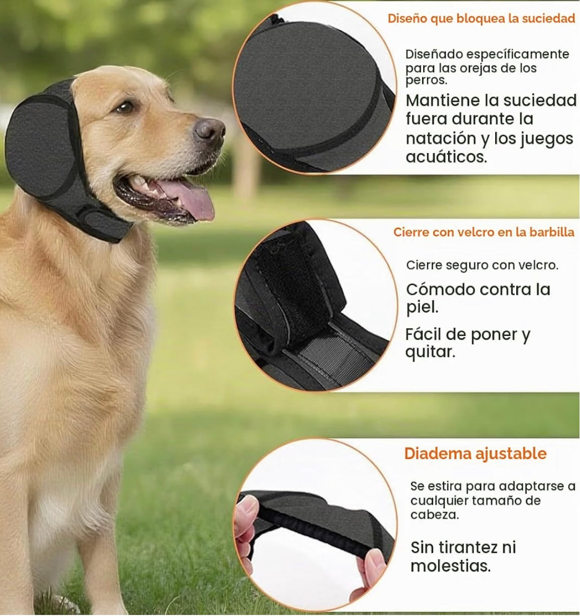 Golden retriever con las orejeras antirruido y sus detalles: bloqueo del sonido, cierre de velcro y diadema ajustable