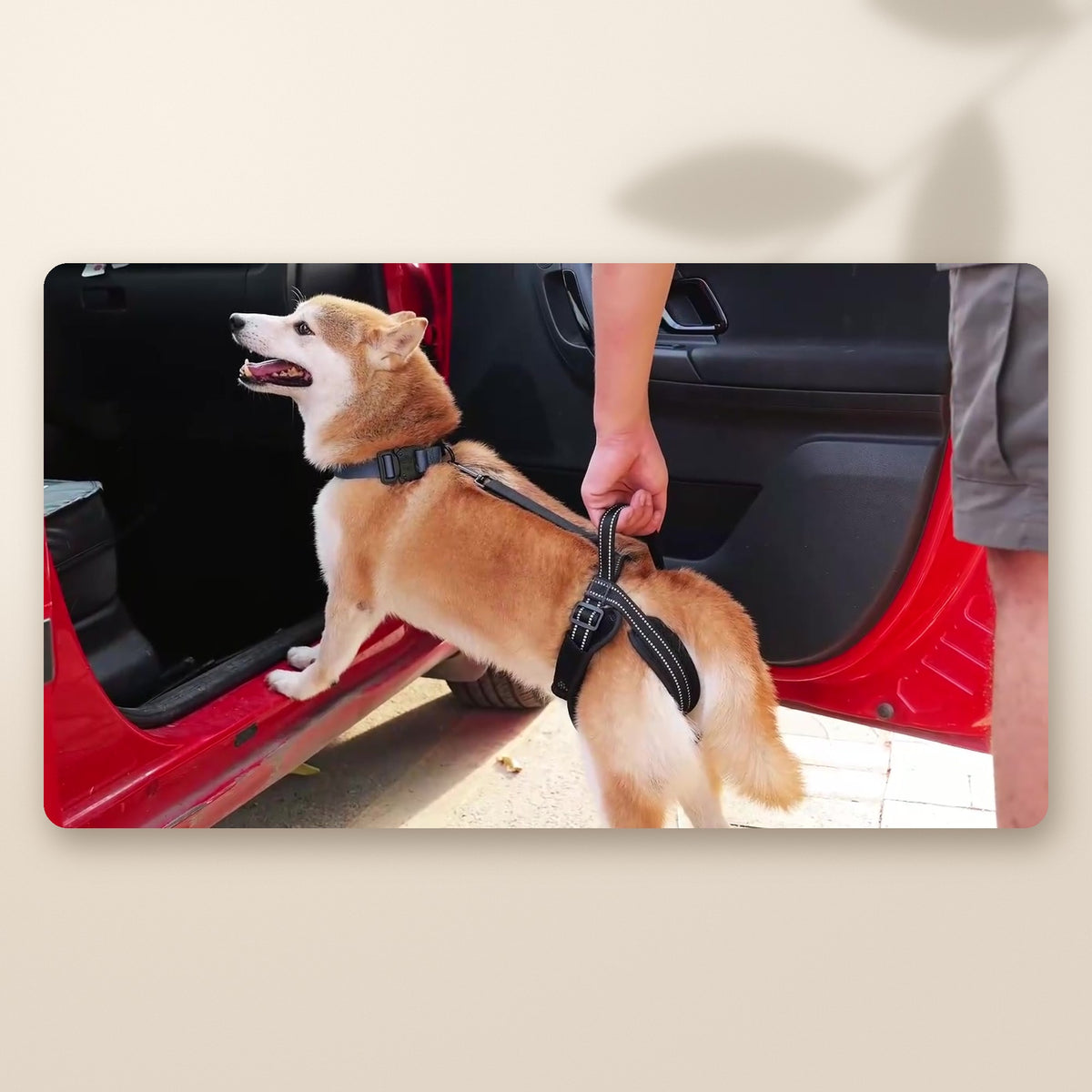 El dueño sujeta el asa del arnés de elevación para ayudar a su perro a subir al coche