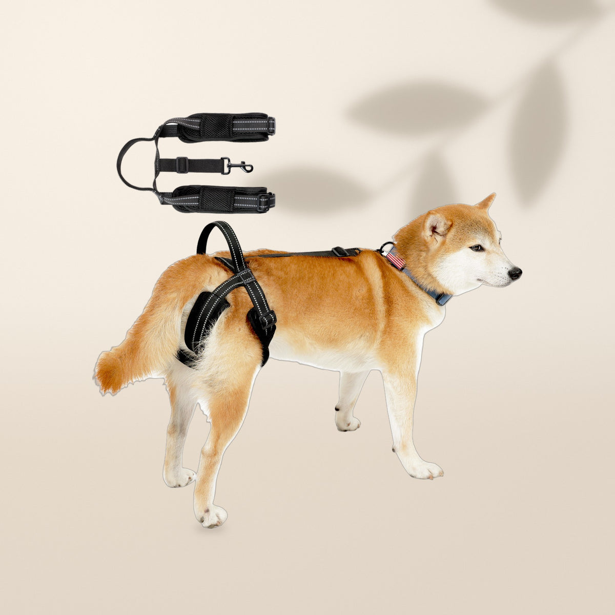 Arnés de elevación AMIKART para las patas traseras, puesto en un perro y extendido