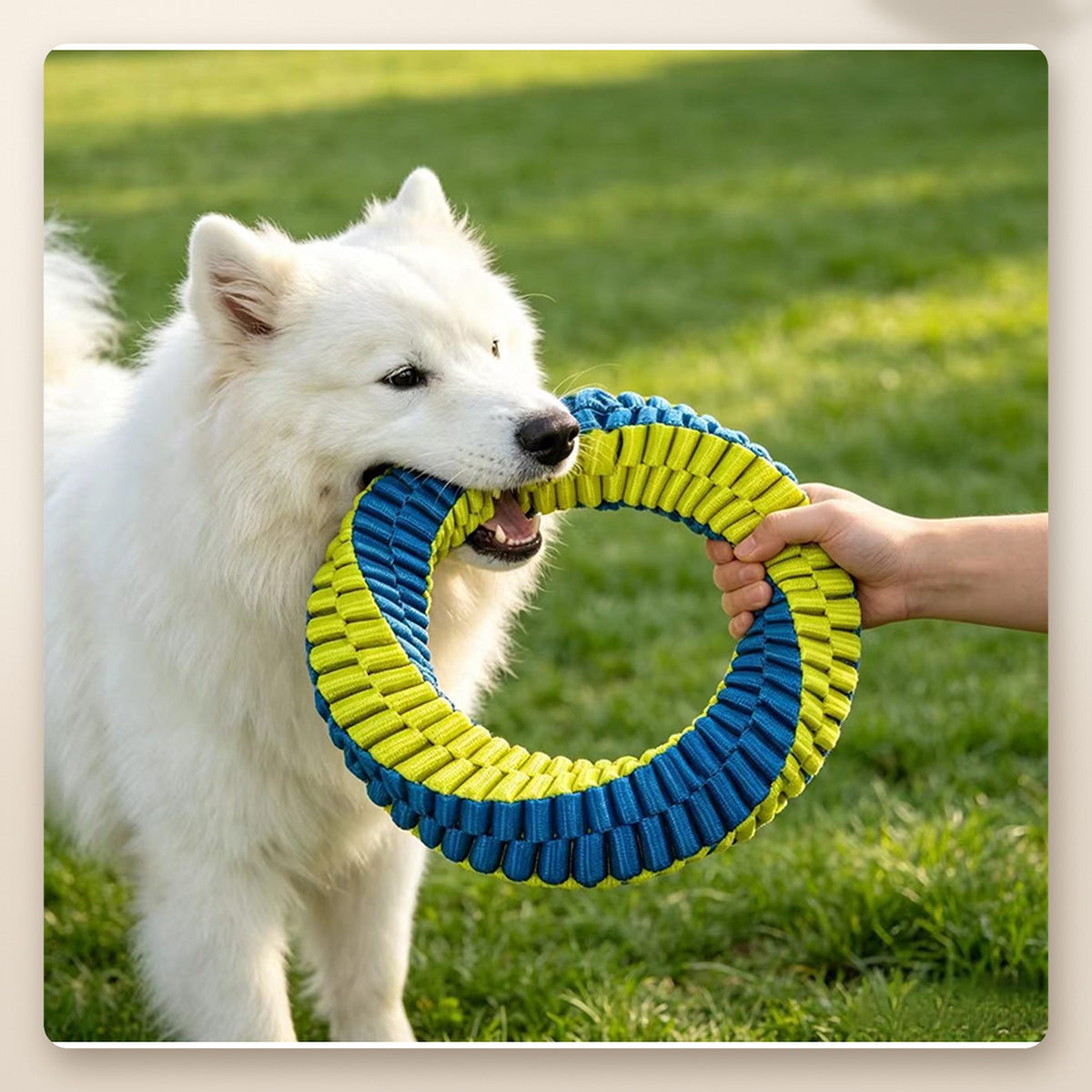 Samoyedo mordiendo el aro limpia dientes de nailon trenzado