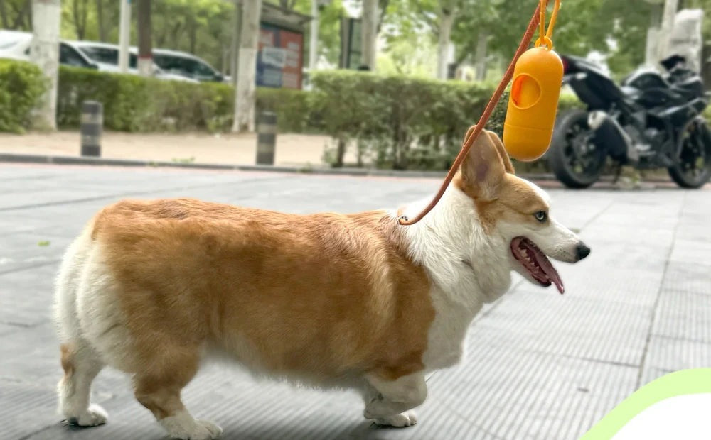 Corgi paseando con el dispensador de bolsas naranja colgado de la correa