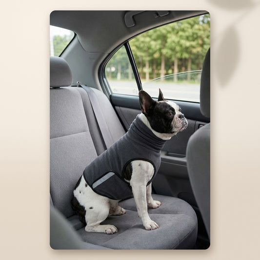 Bulldog francés sentado en el coche con el chaleco antiestrés gris, tranquilo durante el viaje