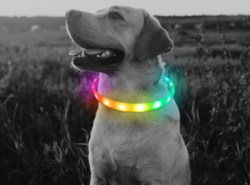 Perro en el campo con el collar LED multicolor encendido