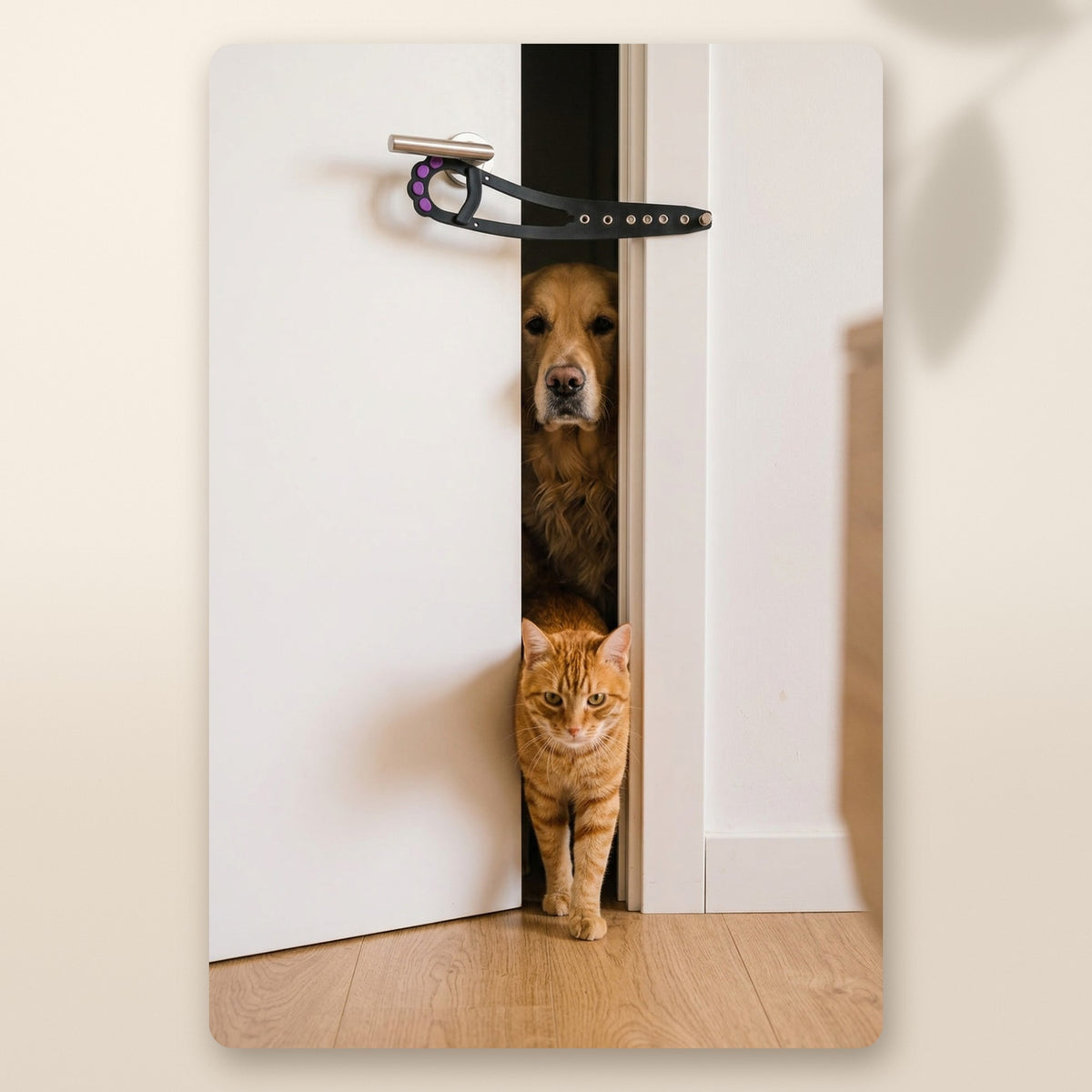 Con el pestillo puesto, el gato sale por el hueco de la puerta y el golden se queda detrás