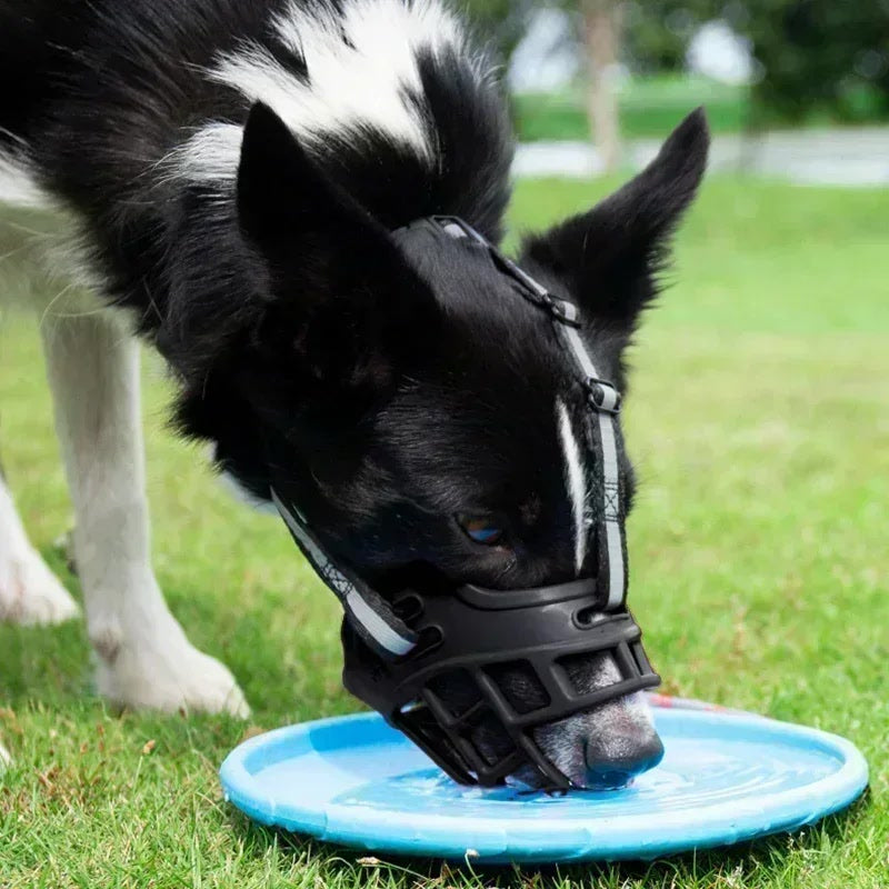 Perro bebiendo agua con el bozal tipo cesta puesto