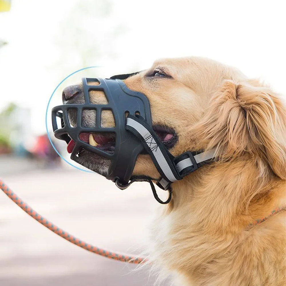 Golden retriever paseando con el bozal tipo cesta