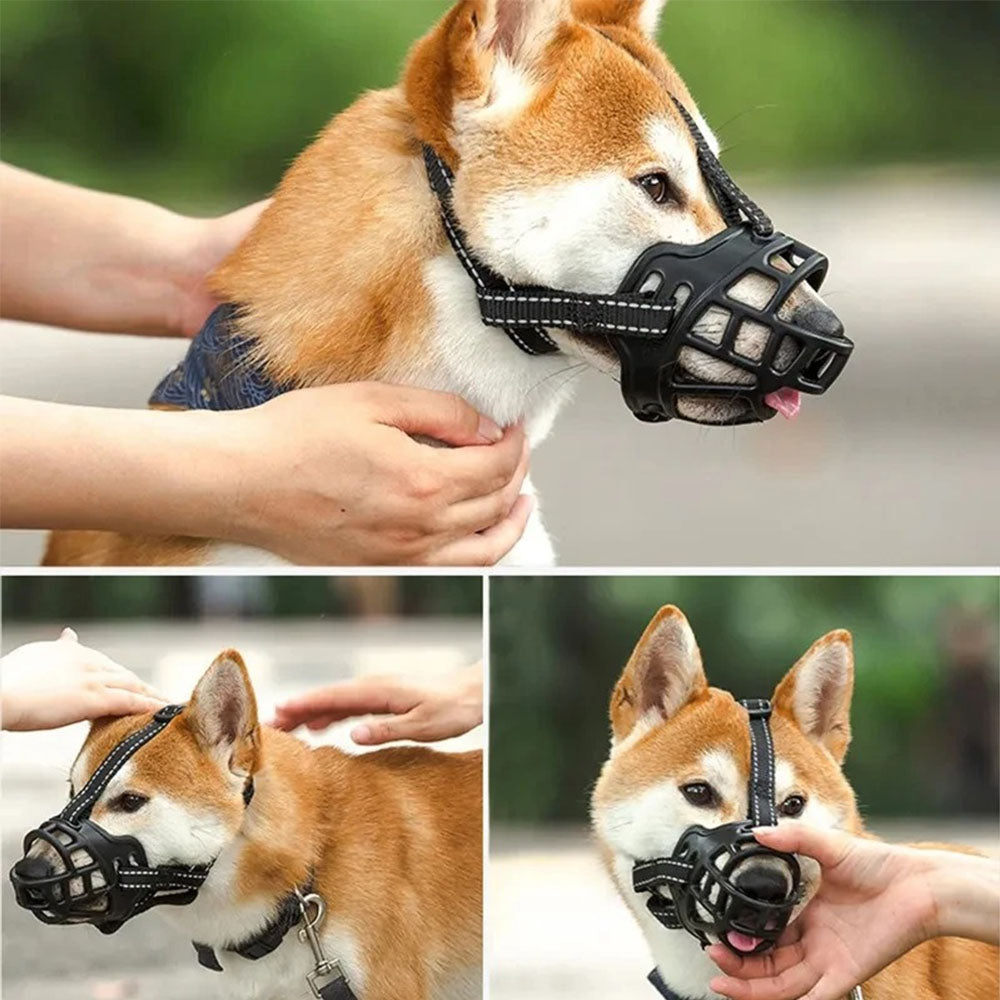 Cómo se pone el bozal tipo cesta a un shiba inu