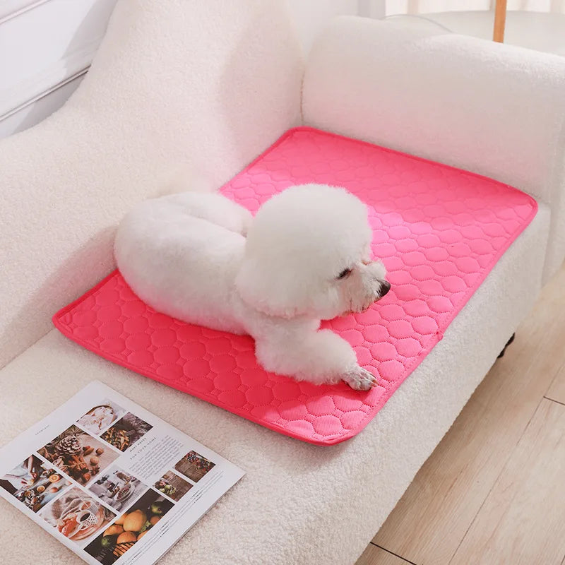 Perro bichón tumbado sobre el empapador rosa fucsia en el sofá