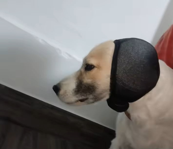 Golden retriever de perfil con las orejeras antirruido puestas, en casa