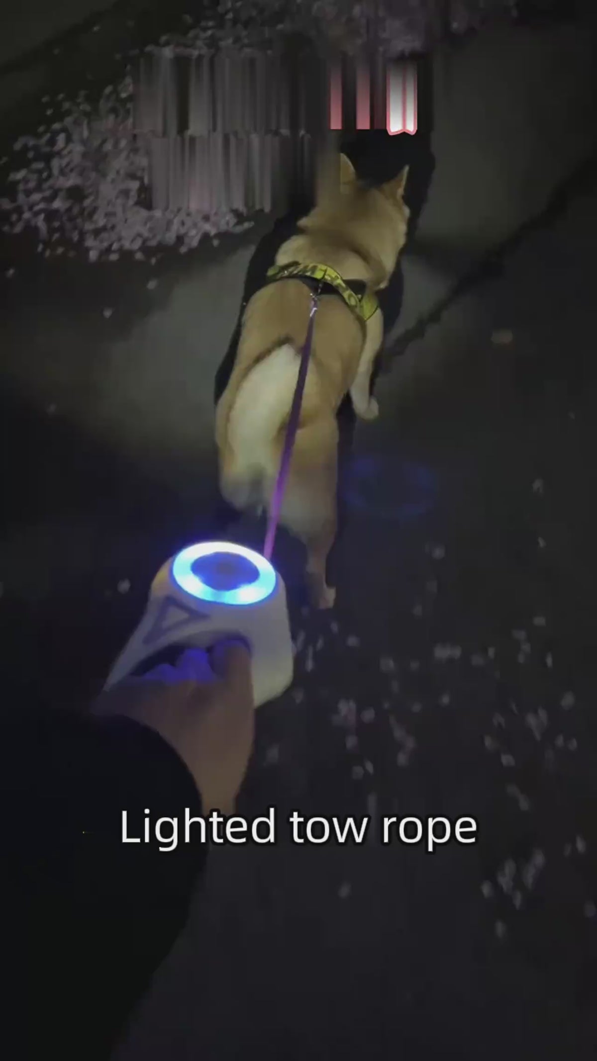 Correa retractil con luz LED encendida de noche