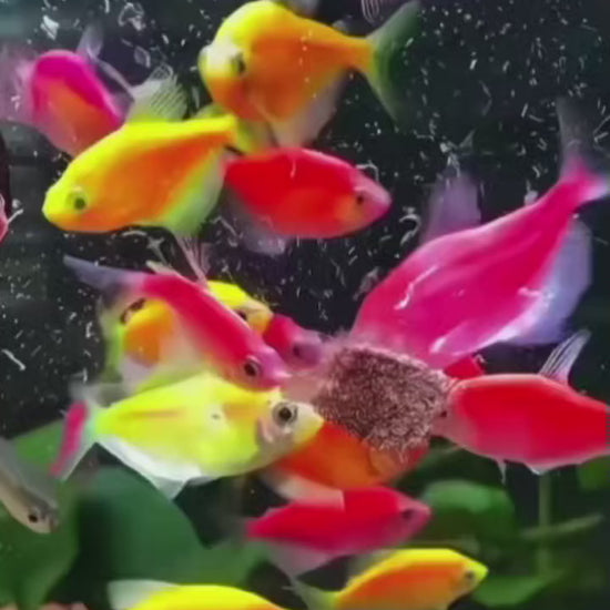Peces comiendo gusanos de sangre liofilizados