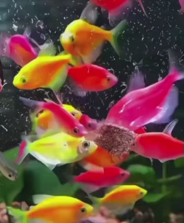 Peces comiendo gusanos de sangre liofilizados