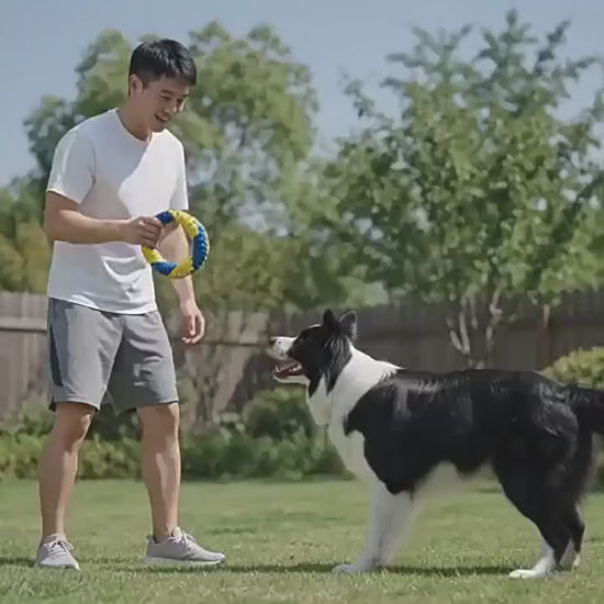 Vídeo de un border collie jugando a tirar del aro limpia dientes trenzado