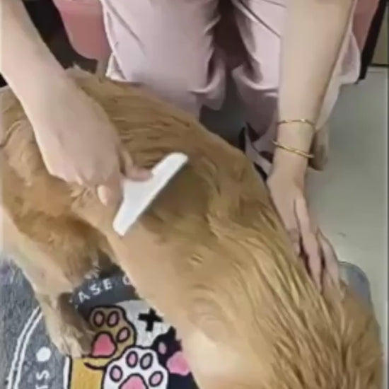 Vídeo: peinando a un golden y a un gato con el peine quitapelos