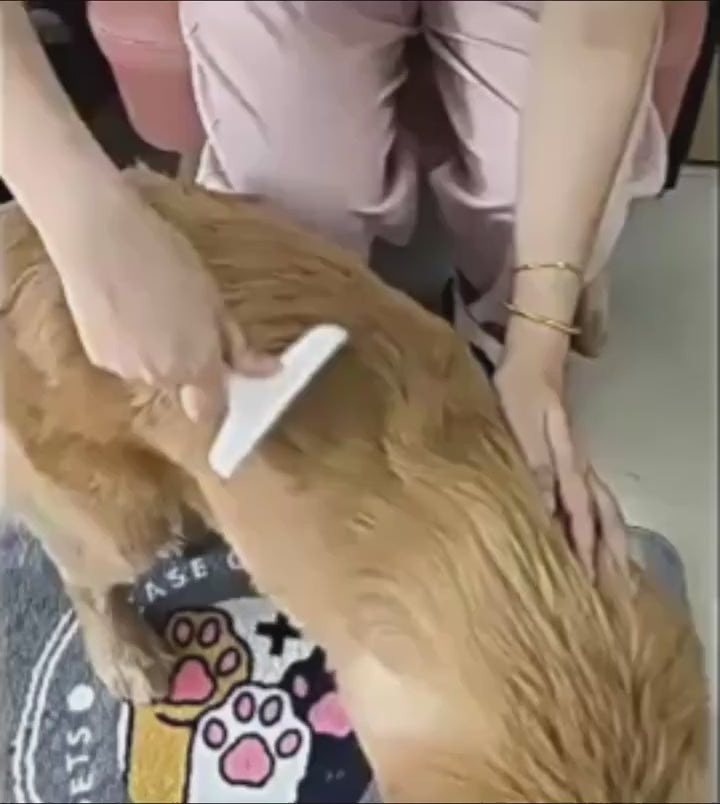Vídeo: peinando a un golden y a un gato con el peine quitapelos