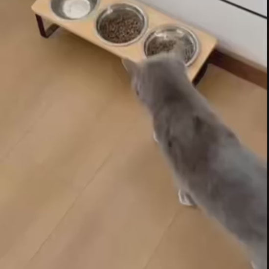 Gato comiendo en el comedero elevado de bambu