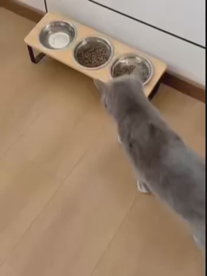 Gato comiendo en el comedero elevado de bambu