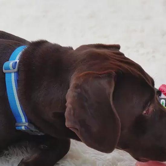 Dispensador de bolsas colgado de la correa del perro