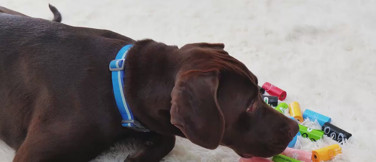 Dispensador de bolsas colgado de la correa del perro
